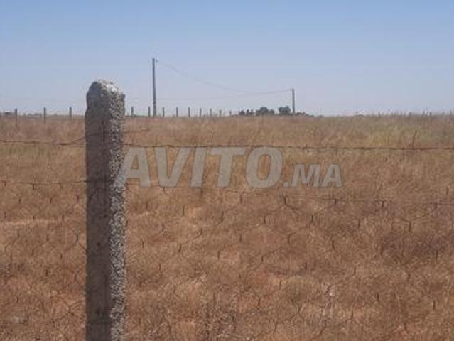 Terrain agricole 9, exploité et entretenu à vendre Tiflet Khémisset