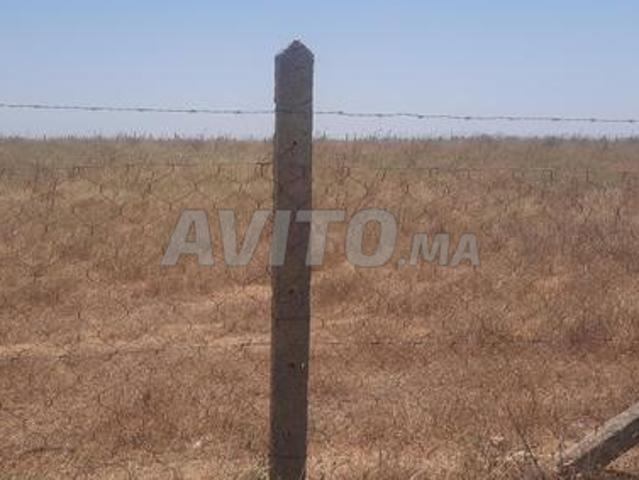 Terrain agricole 9 khadama conservé à vendre prix 56 mille Tiflet