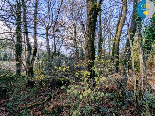 TERRAIN BOISÉ CAMPAGNE DE MONTENEUF 56380 AVEC CHT IMMOBILIER