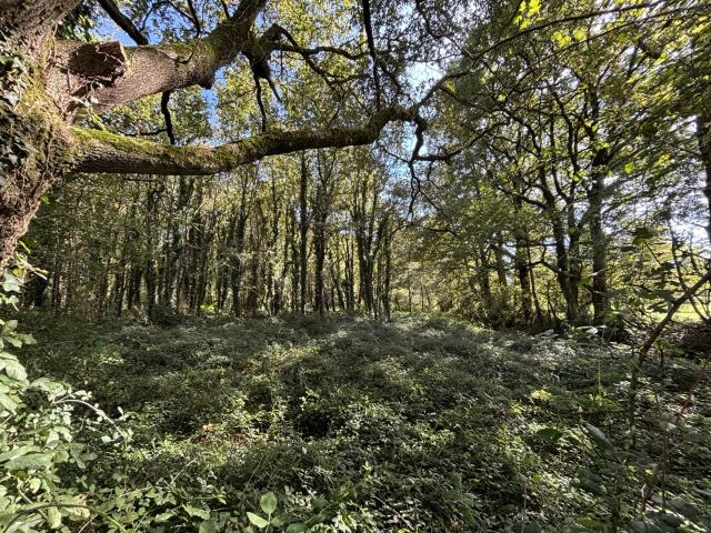 'Un écrin de verdure préservé, rare et recherché aux portes du bourg.'
