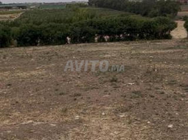 Terrain constructible 1400m2 à Sidi Bounaim