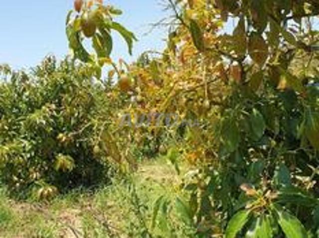 Terrain d'avocats à vendre 173 hectares