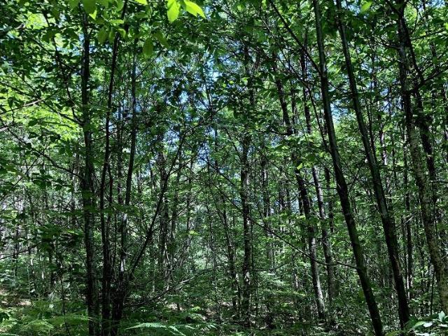 Terrain de loisirs bois Etang à vendre à Malicorne sur Sarthe 72270