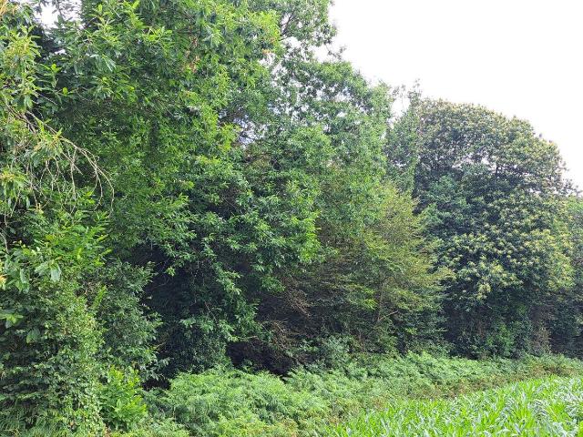 Terrain de loisirs bois Etang à vendre à Plougonven 29640