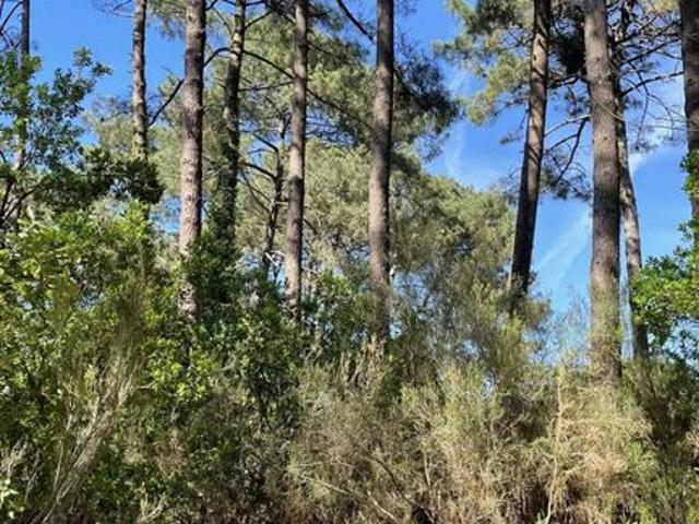 Terrain de 1011 m2 en vente Lacanau, France