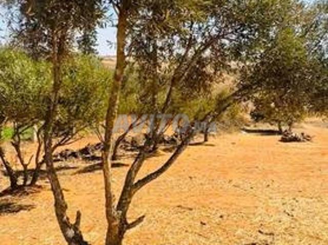 Terrain de 2500 mètres avec un puits à Ain Jouhara Bahrawi