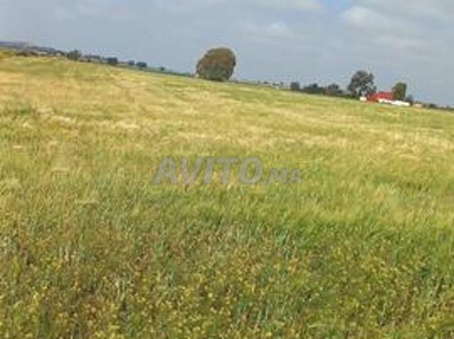 Terrain de 7050m² à vendre à Benslimane