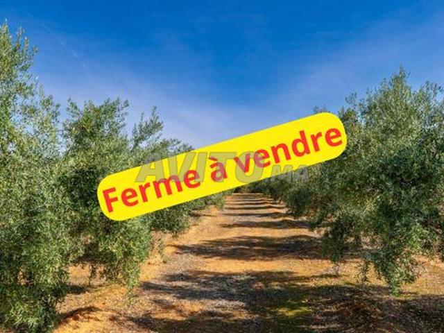 Terrain de 3 hectares et demi, avec 100 oliviers