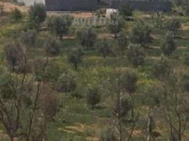 Terrain de 5 hectares avec maison