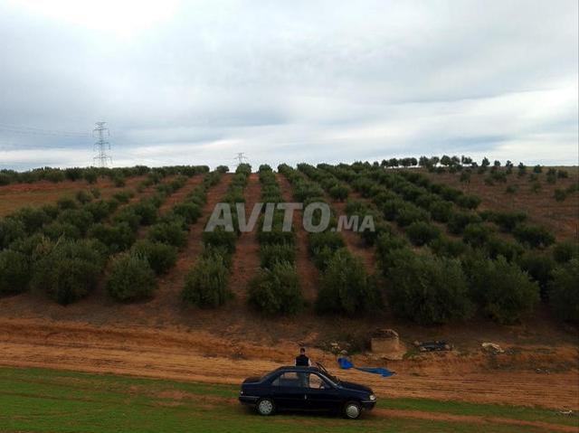 Terrain de 6500 mètres avec des oliviers et un puits à Sidi Abderrazak