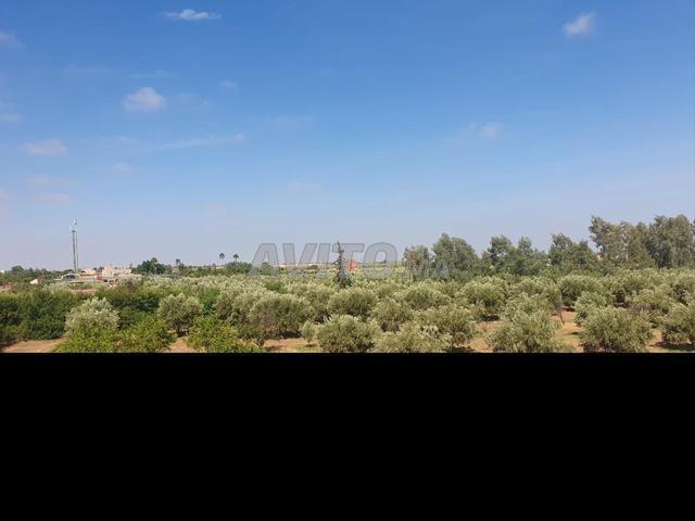 Terrain de 6 hectares à vendre à Marrakech