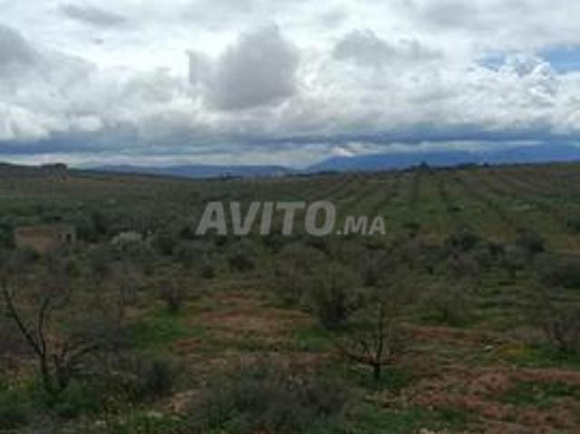 Terrain de 7 hectares à Marrakech Tameslouht