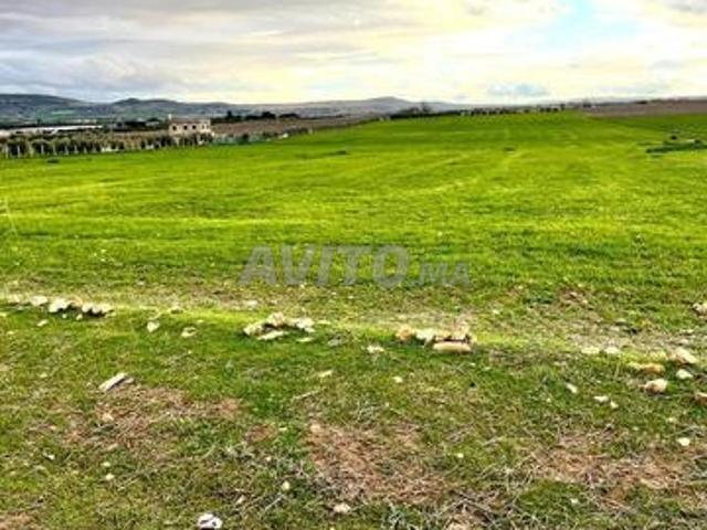 Terrain enregistré 9 hectares avec maison et puits route Meknès