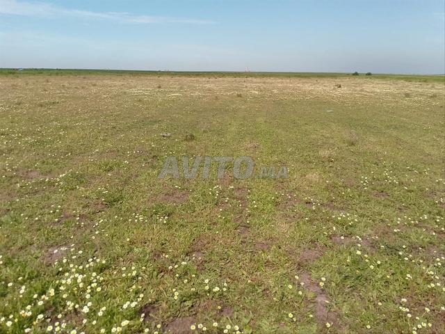 Terrain irrigué à vendre pour l'investissement agricole