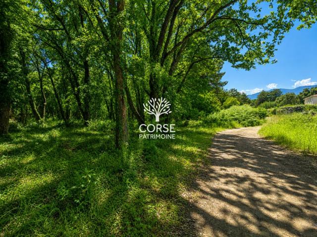Terrain plat constructible 2500 m2 Migliacciaru