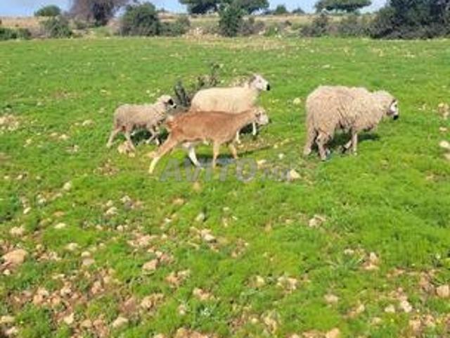 Terrain pour investissement