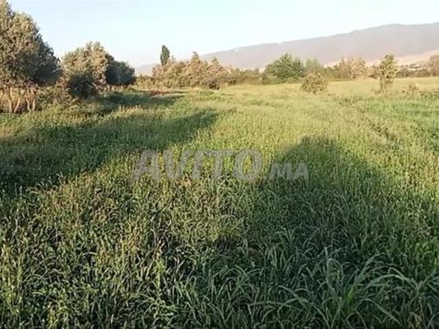 Terrain Sidi Adi