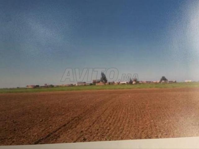 Terrain titré à Ouled Omrane – Sidi Bennour