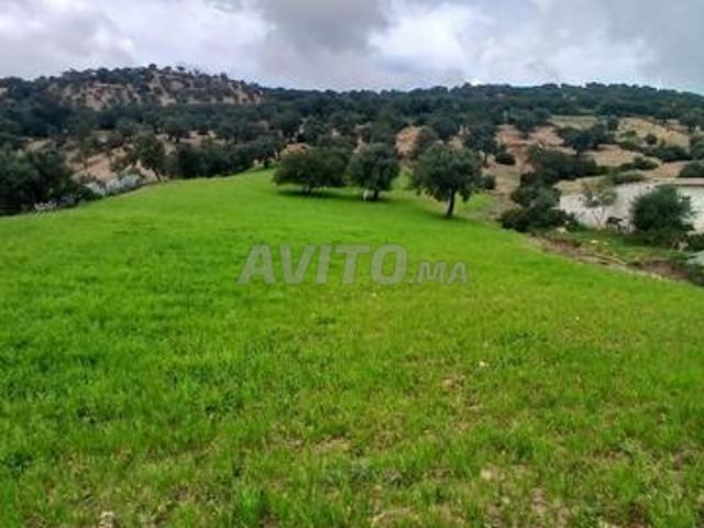 Terrain titré à vendre à Moulay Idriss Zerhoun
