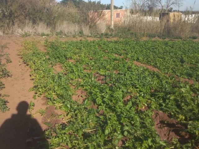Terrain titré a Vendre – 1.5 Hectare à Oulad Be