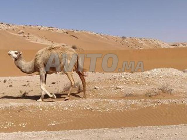 Terrain titré agricole 24000 hectares à Guélmim