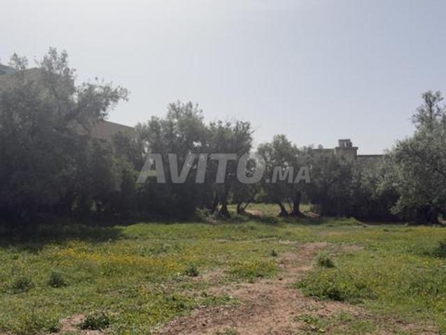 Terrain titré et constructible à Demnate