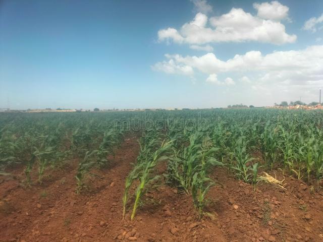 Terrain titre foncier agricol