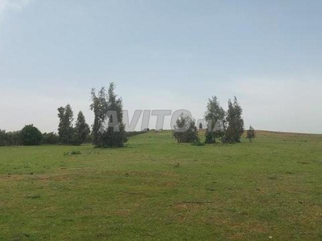 Terrain titré 10ha Tiflet mkam tolba