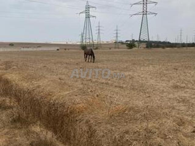 Terrain titré 1,75Ha proche Rabat