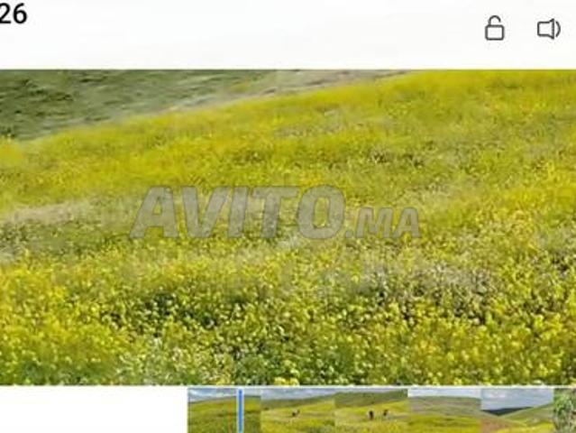 Terrain titre 23ha agricole Tiflet