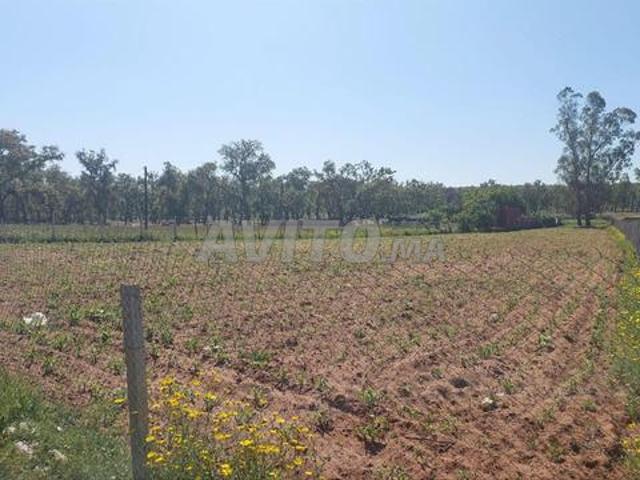 Terrain titré 3500m2 sidi Amira dandoun salé