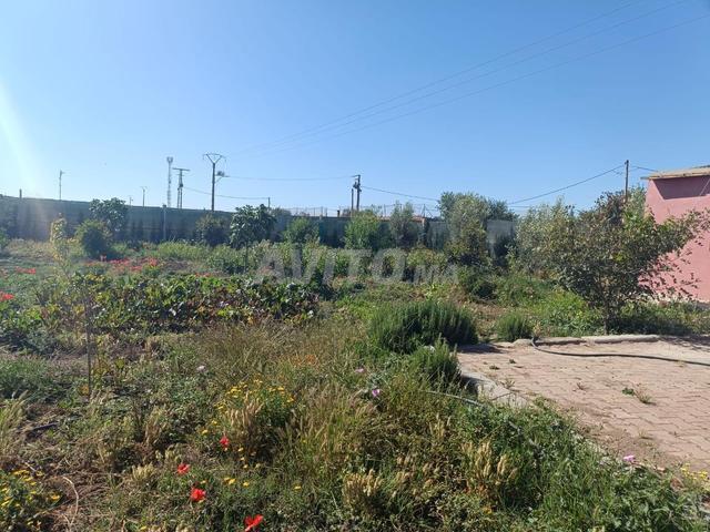Terrain titré 6000 m². Puits, 300 oliviers