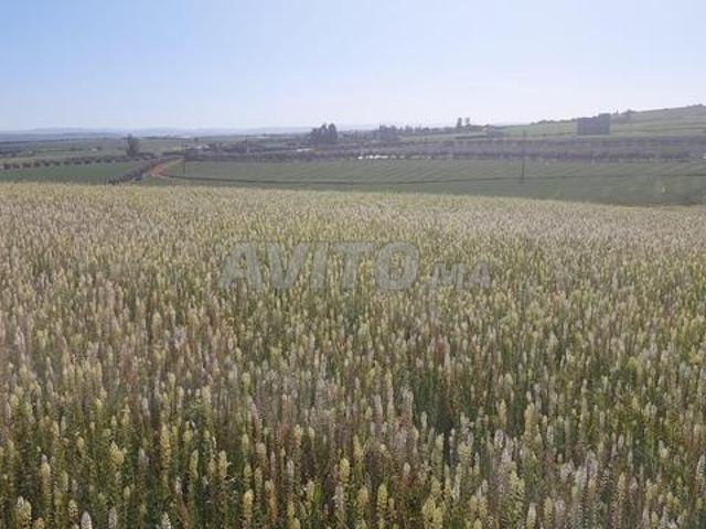 Terrain titre 8ha Ait Wahhi Tiflet