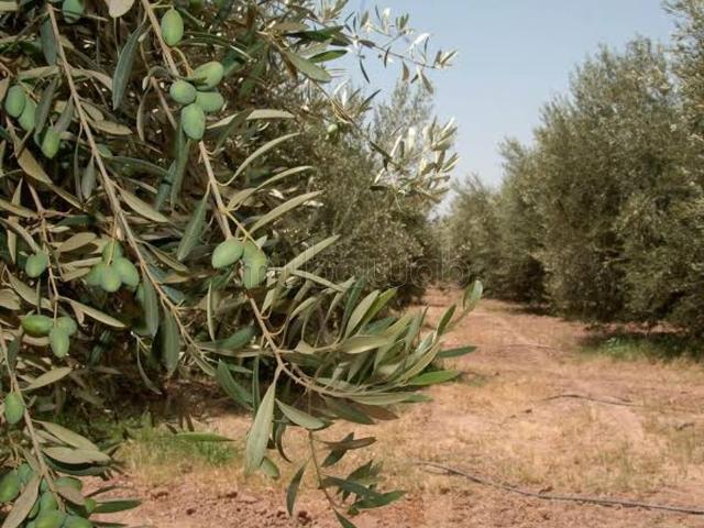 Terrain titré 9 hectares avec 300 arbre d'olive