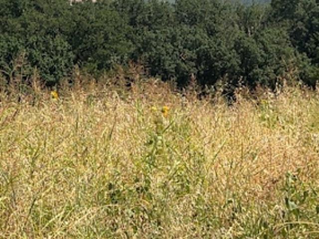 Terrain 1525 m2