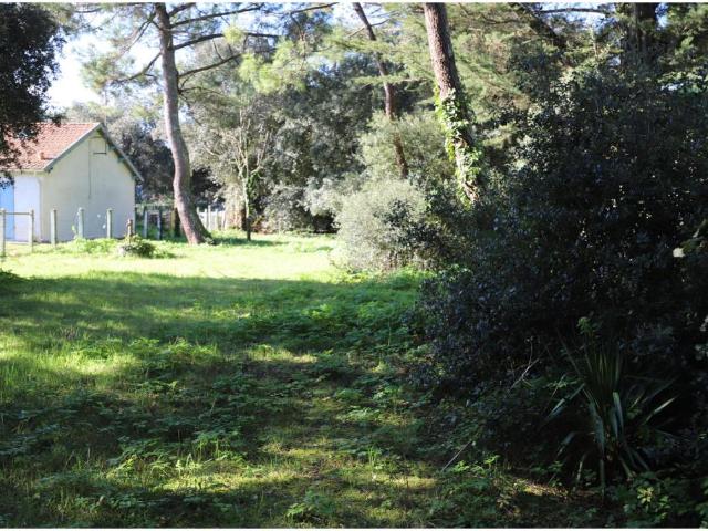Terrain