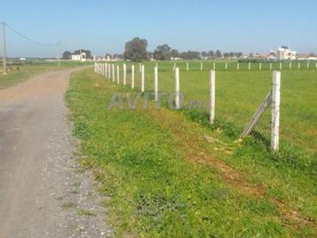 Terrain 1.3 hectare en vente à sidi Yahya zaer