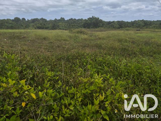 Terrain 1 hectare