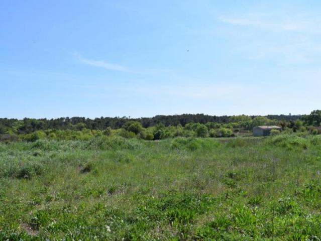Terrain