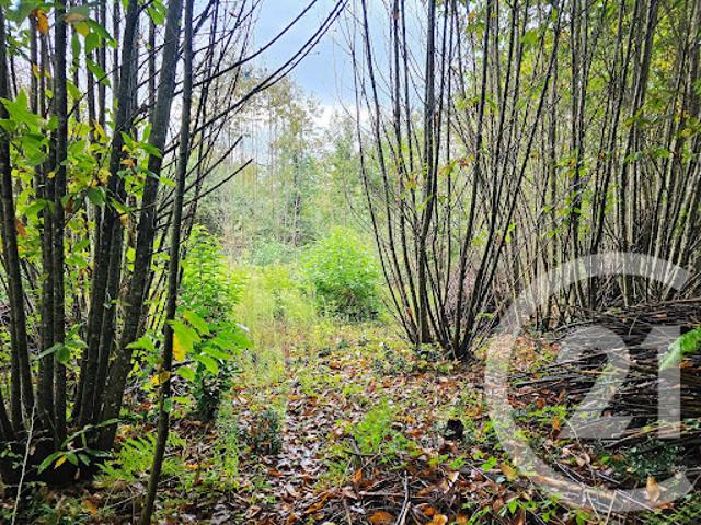 Terrain 3405 m2