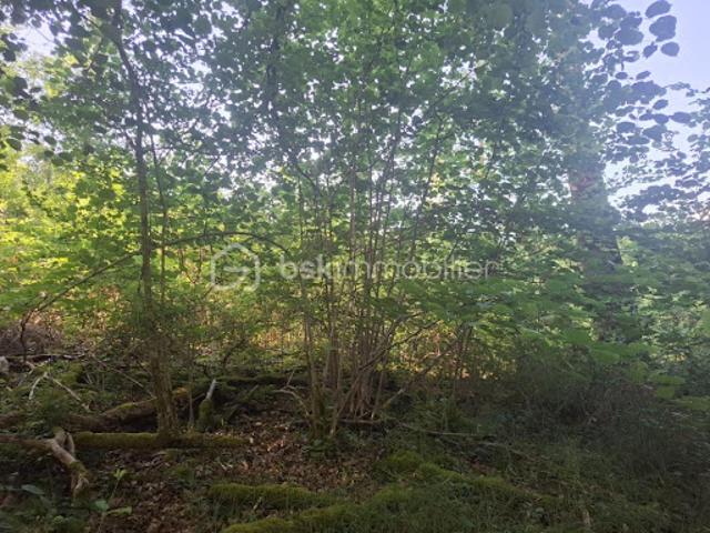 Terrain 3321 m2