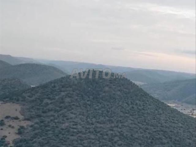 Terrain 3 ha pour villa de 600m² REGION EL MENZEH