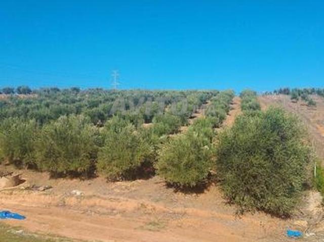 Terrain 6500m², puits et oliviers, 9km Tiflet