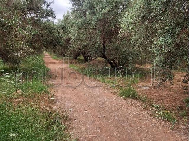 Terrain 6.5 Ha à Cherifia sur rte d'amezmiz
