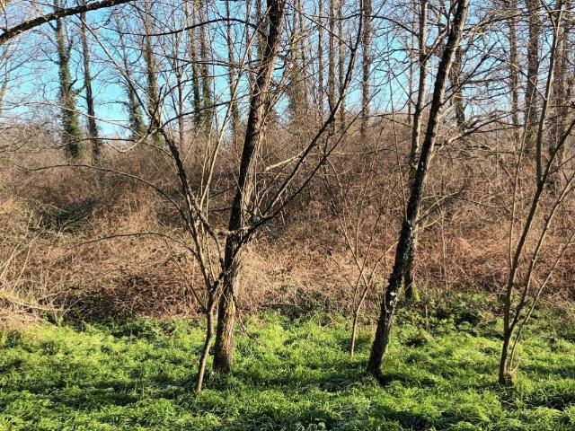 Terrain