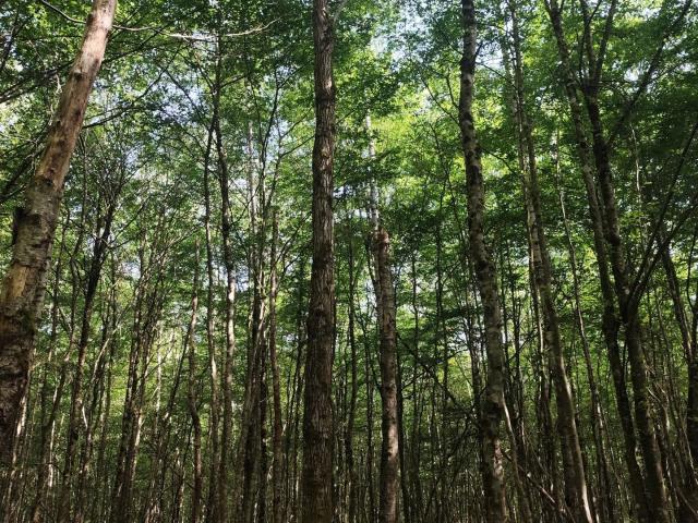 Terrain 8,25 hectares