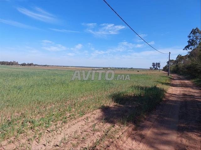 Terrains titrés à vendre à Bir Jdid pour l'agriculture et l'investissement