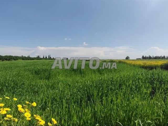 Terrains titrés à Azemmour — Pour habitation et investissement