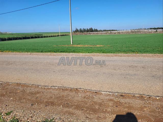 Terrains titrés à Azemmour pour l'agriculture et l'investissement