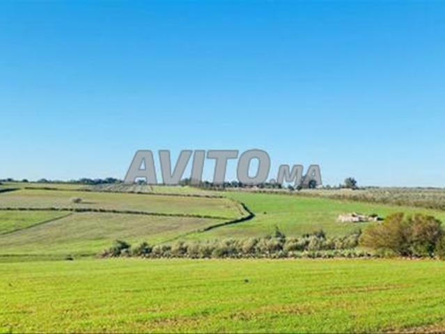 Terrains titrés Bir Jdid à vendre pour agriculture et investissement